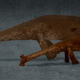 Image for article titled Cryptozoologicon Could Revolutionize the Field of Monster Studies